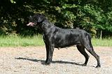 CANE CORSO 1023